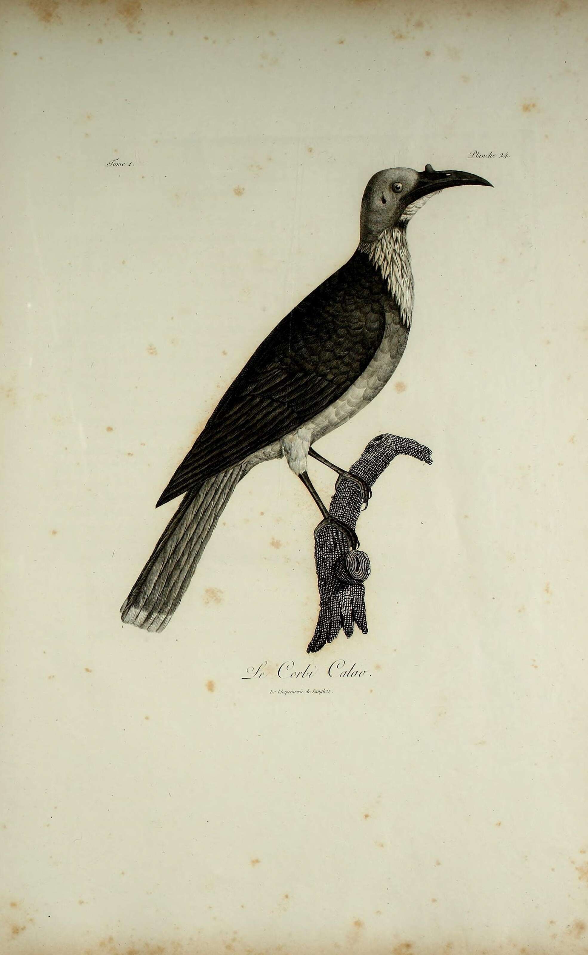 Image of Noisy Friarbird