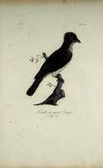 صورة Phoenicircus Swainson 1832