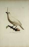 Image of White Bellbird