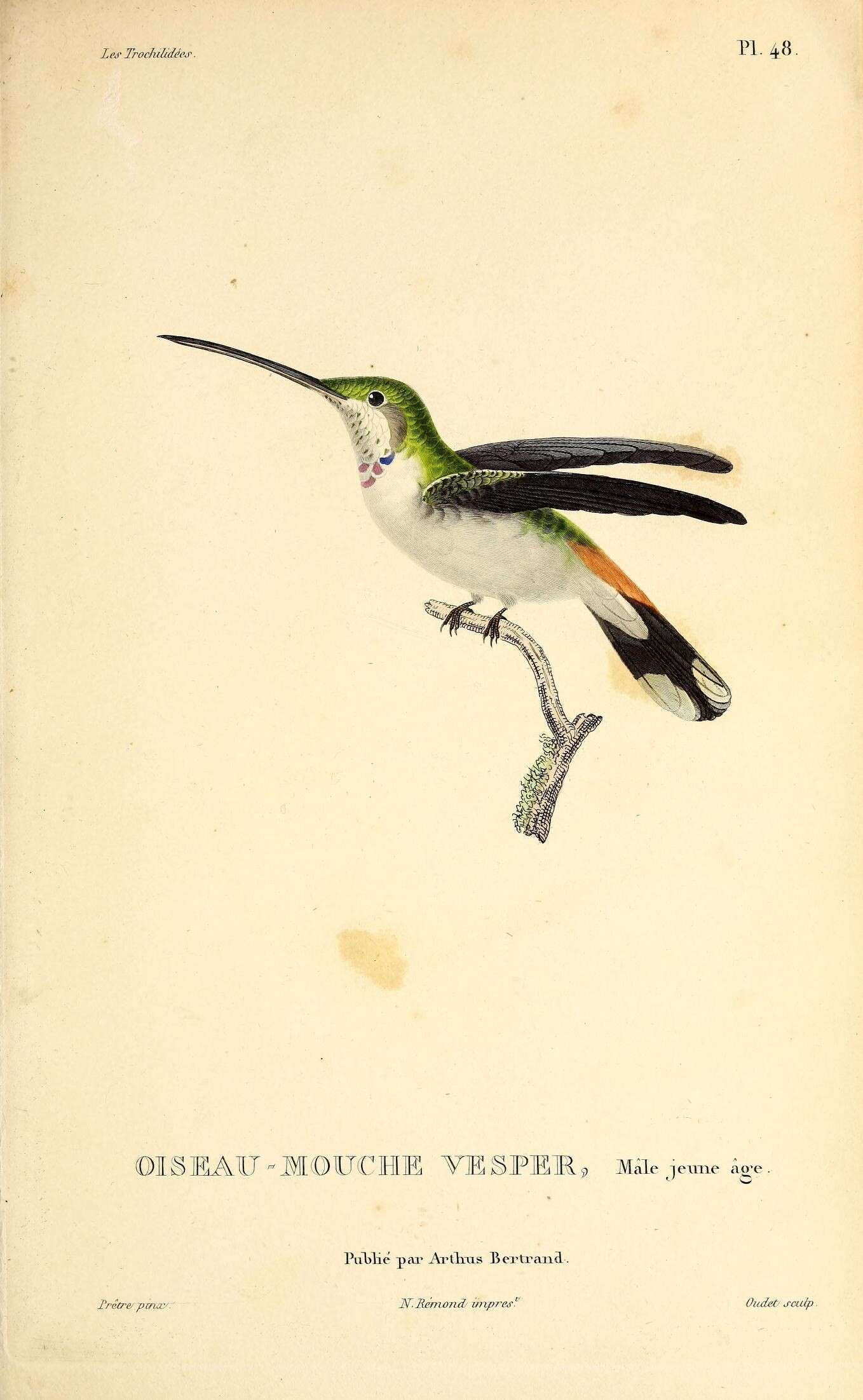 Image of Rhodopis Reichenbach 1854