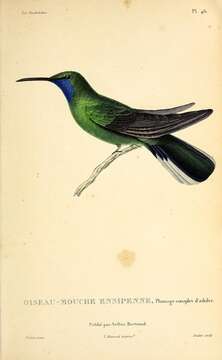 Campylopterus ensipennis (Swainson 1822) resmi