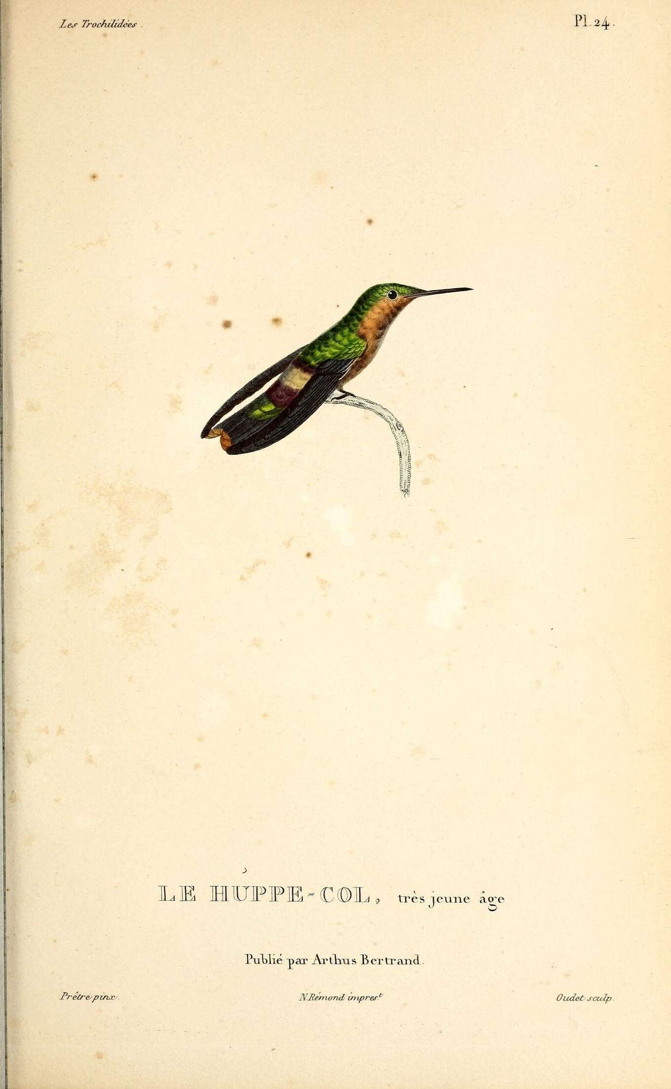 Lophornis ornatus (Boddaert 1783) resmi