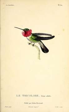 Image of Broad-tailed Hummingbird