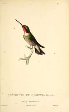 Image of Broad-tailed Hummingbird