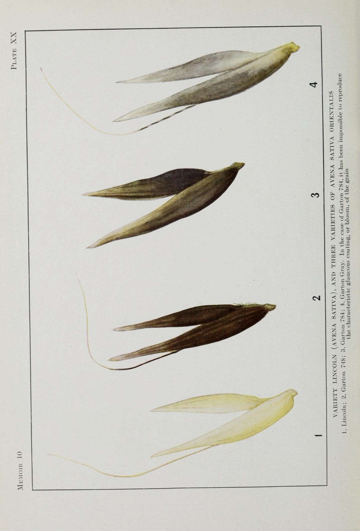 Image of Common Oat