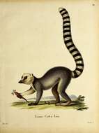 Lemur Linnaeus 1758 resmi