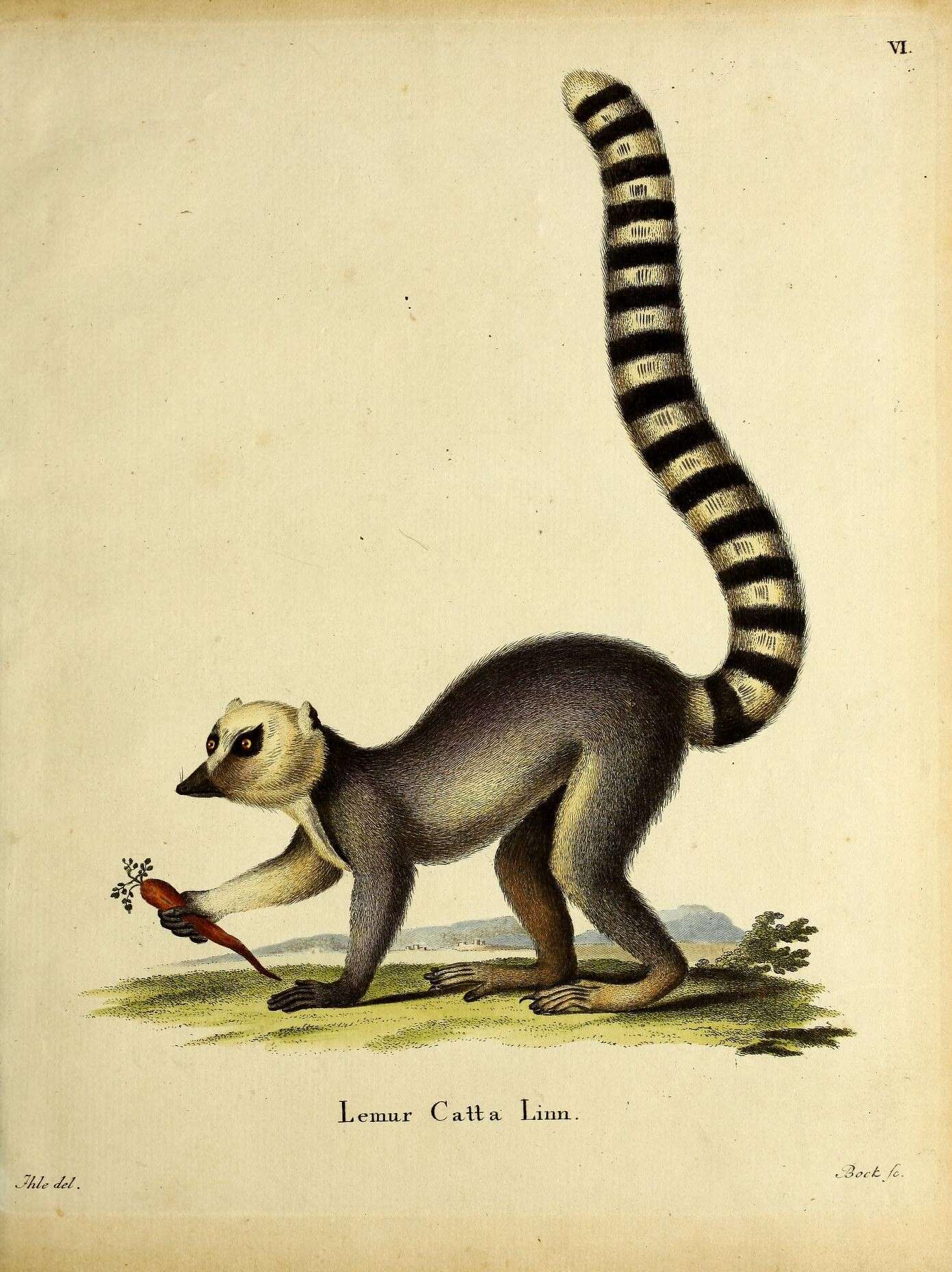 Image de Lemur Linnaeus 1758