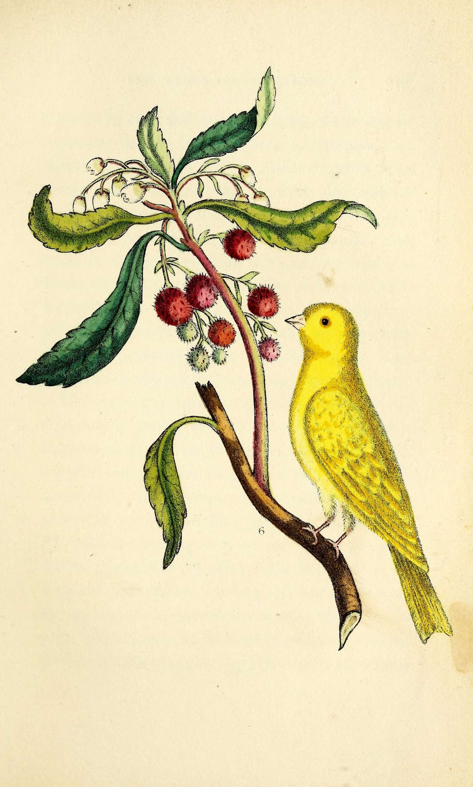 Image of canary