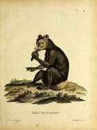 Imagem de Indri É. Geoffroy Saint-Hilaire & G. Cuvier 1796