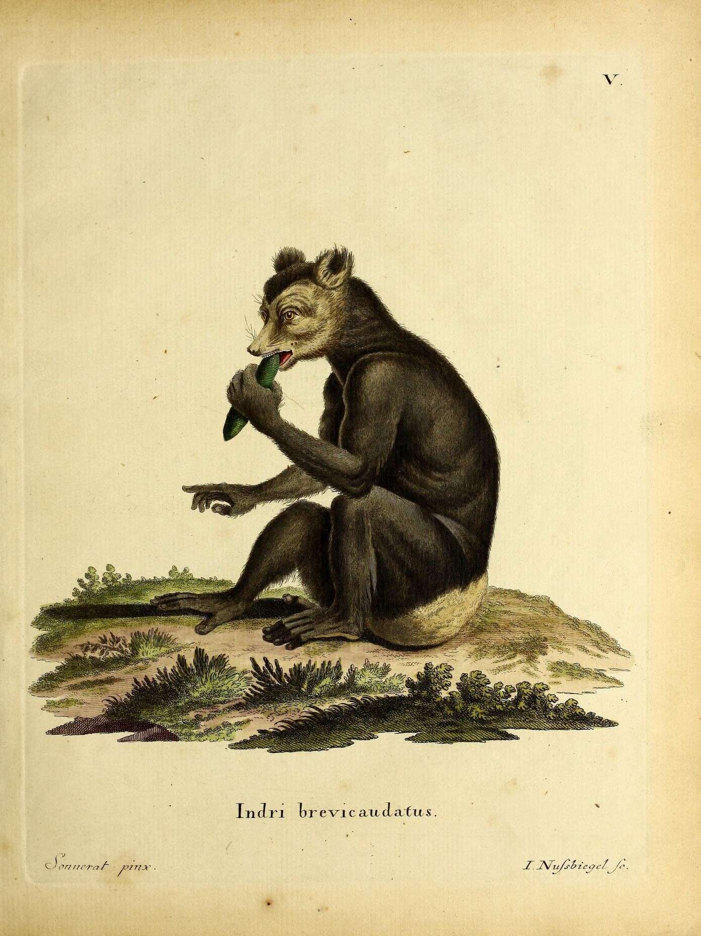 Sivun Indri É. Geoffroy Saint-Hilaire & G. Cuvier 1796 kuva