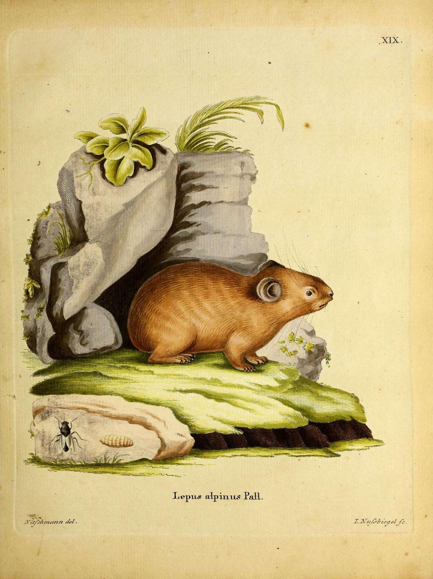 Imagem de Ochotona alpina (Pallas 1773)