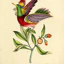 Image of Tufted-necked hummingbird