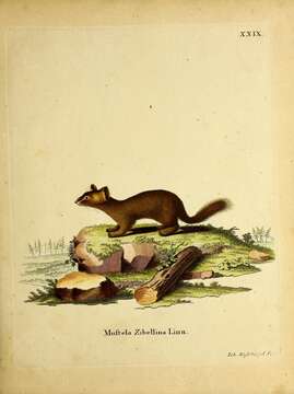 Image of Martes zibellina zibellina (Linnaeus 1758)