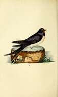 Image of Hirundo Linnaeus 1758