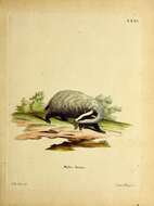 Image of Meles meles meles (Linnaeus 1758)