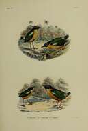 Image of Elegant Pitta