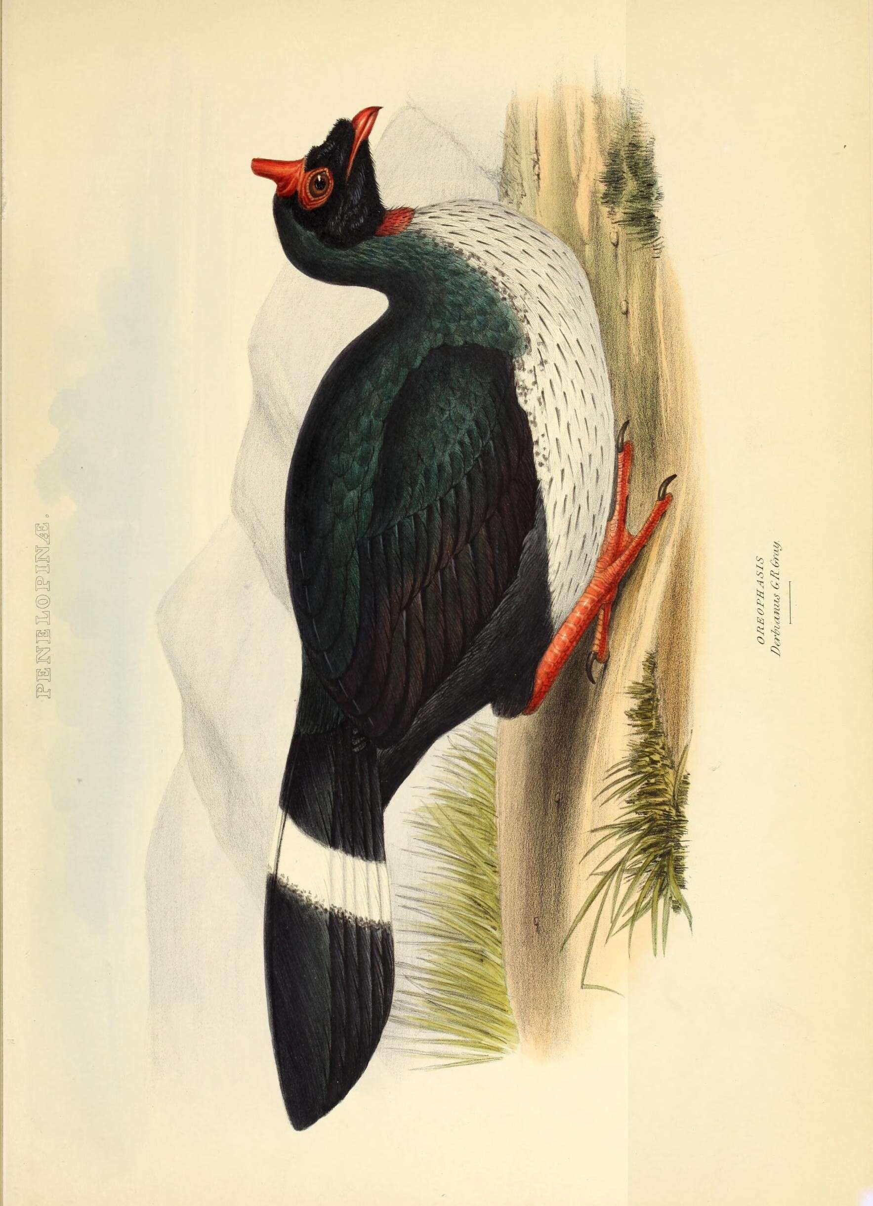 Image de Oreophasis Gray & GR 1844