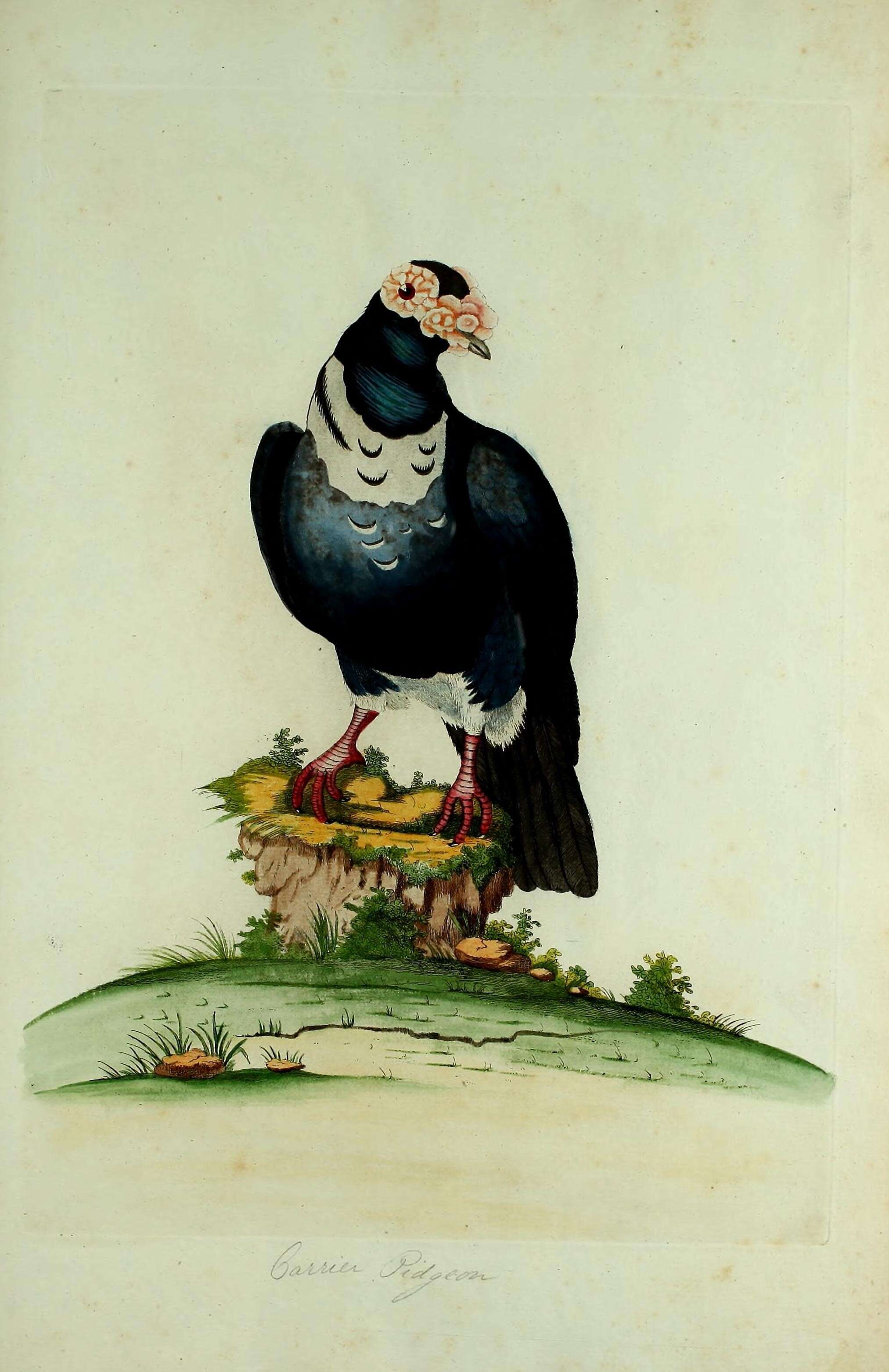 Image of Common Pigeon