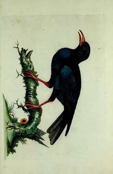 Image of Chough