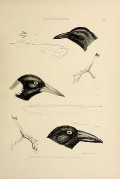 Image of Gymnorhina Gray & GR 1840