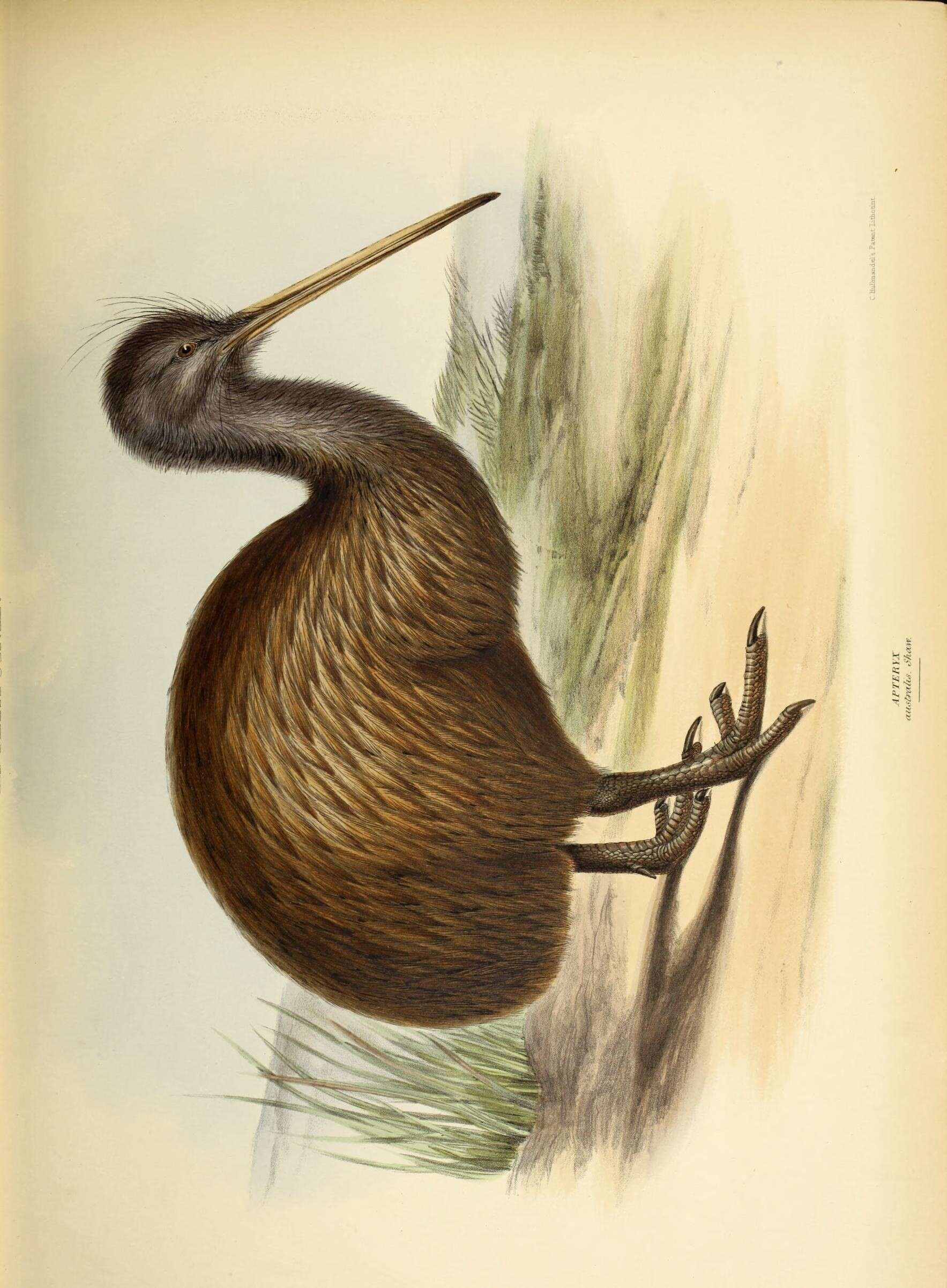 Image of Southern Brown Kiwi
