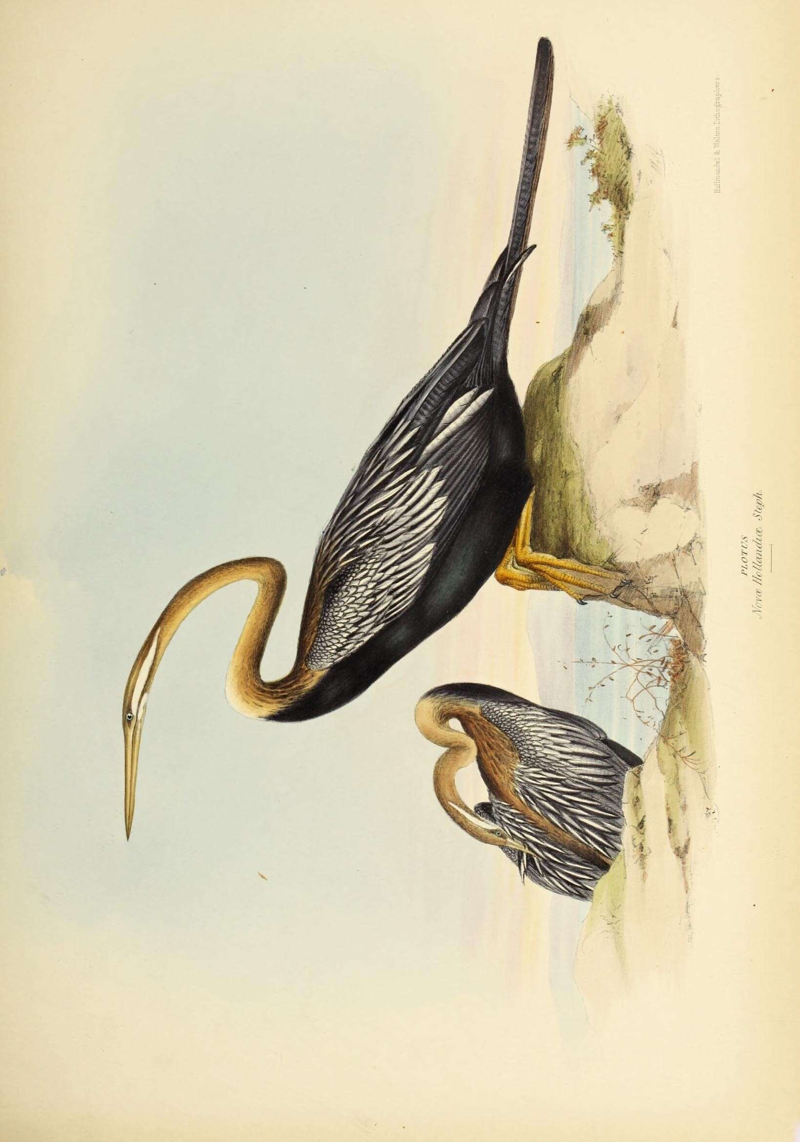 Image de Anhinga d'Australie