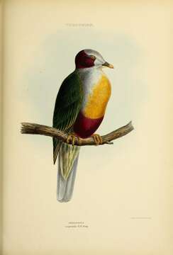 Image of Yellow-breasted Fruit Dove