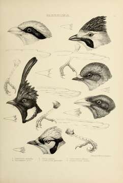 Image de Garrulus glandarius atricapillus Geoffroy Saint-Hilaire & I 1832