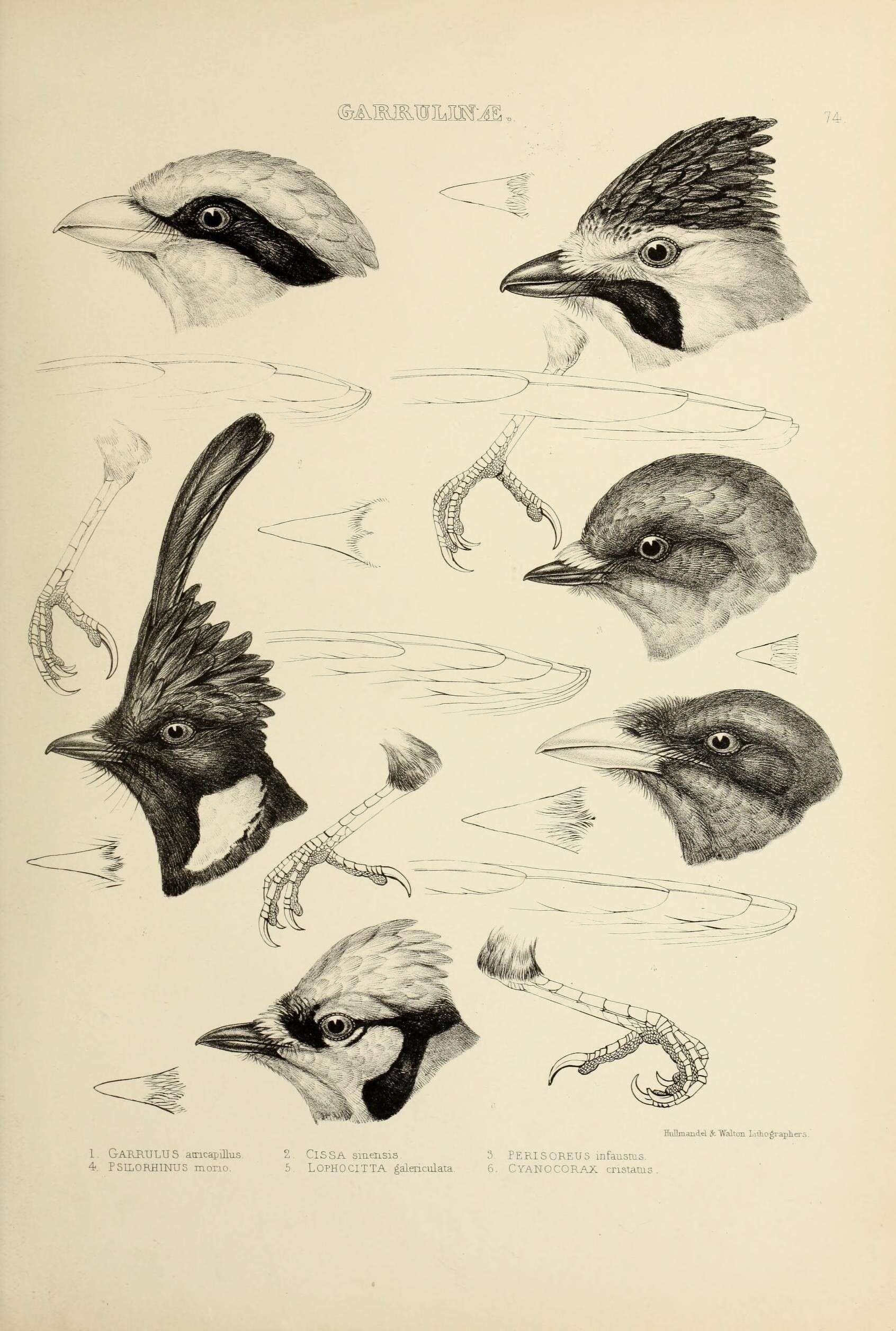 Image de Garrulus glandarius atricapillus Geoffroy Saint-Hilaire & I 1832