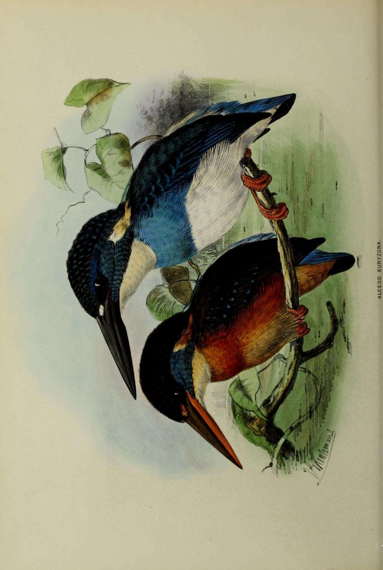 Image of Blue-banded Kingfisher