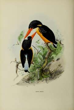 Image of Buru Dwarf Kingfisher