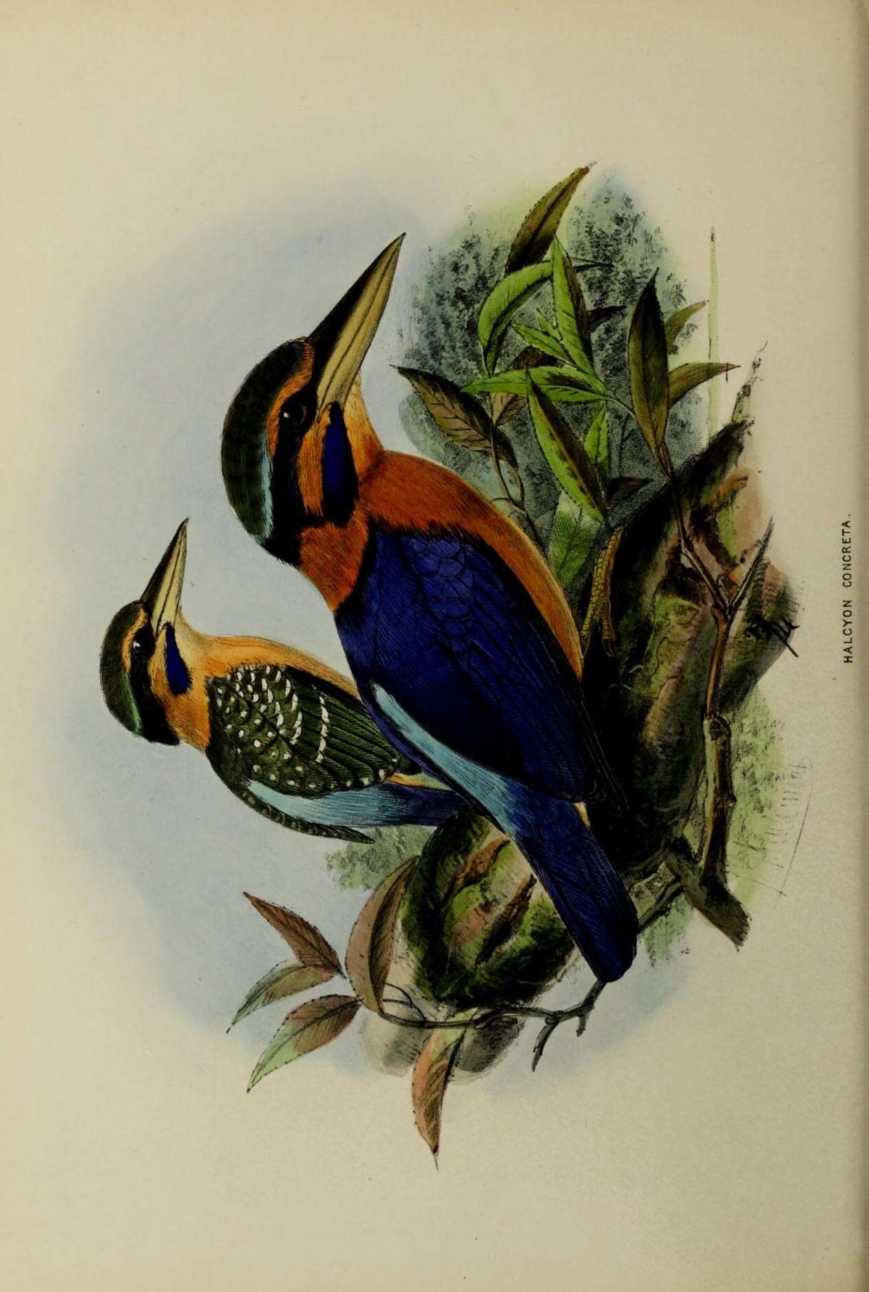 Image of Rufous collared kingfisher