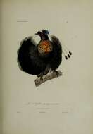 Image of Parotia Vieillot 1816