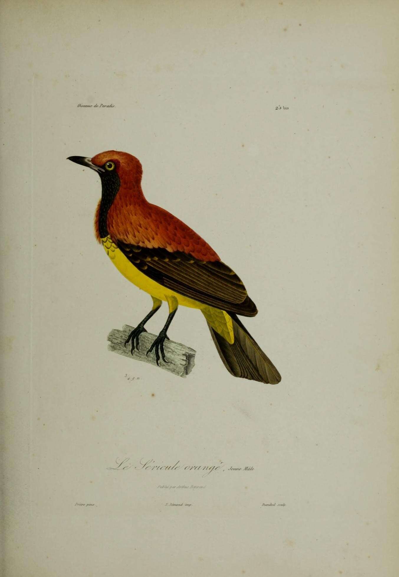 Image of Masked Bowerbird