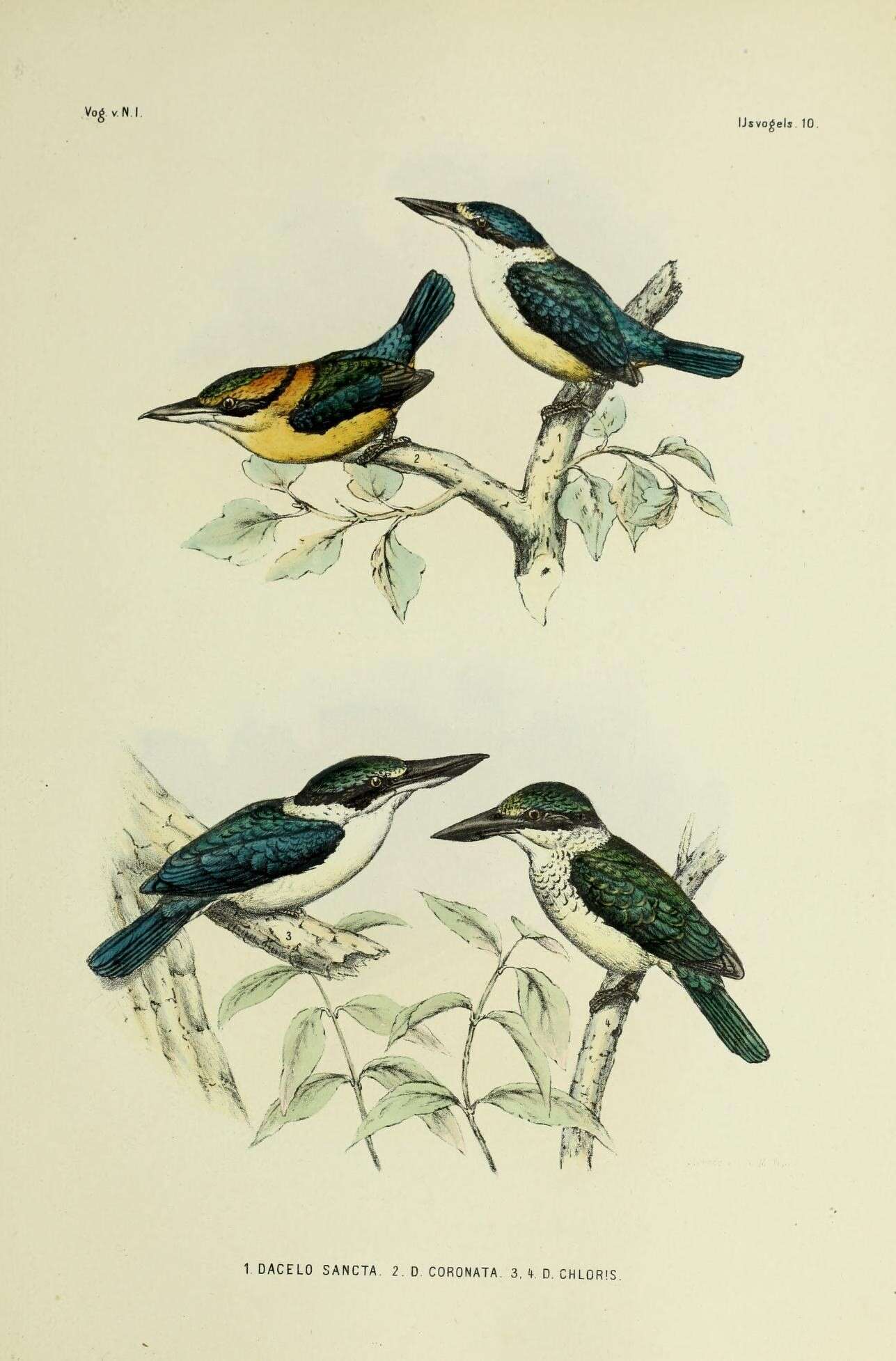 Image of Sacred Kingfisher