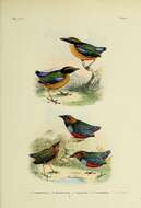 Image of Mangrove Pitta