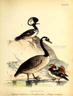 Image of Hawaiian goose