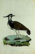 Image of Lapwing