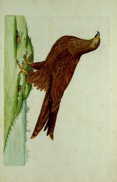 Image of Red Kite