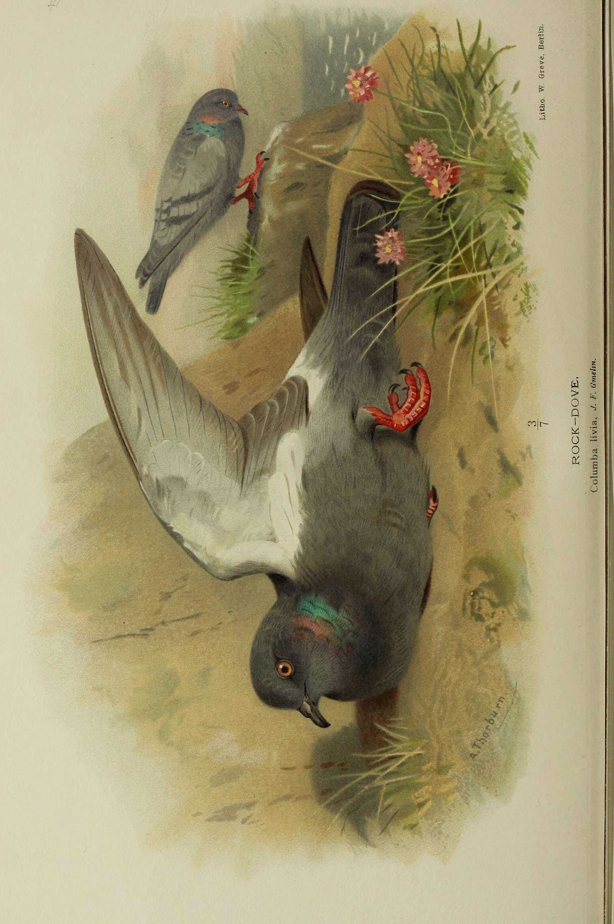 Image of Common Pigeon