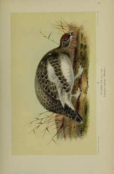 Image of Ptarmigan