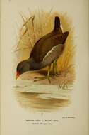 Image of Common Moorhen