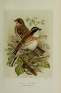 Image of Rustic Bunting