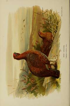 Image of Red Grouse