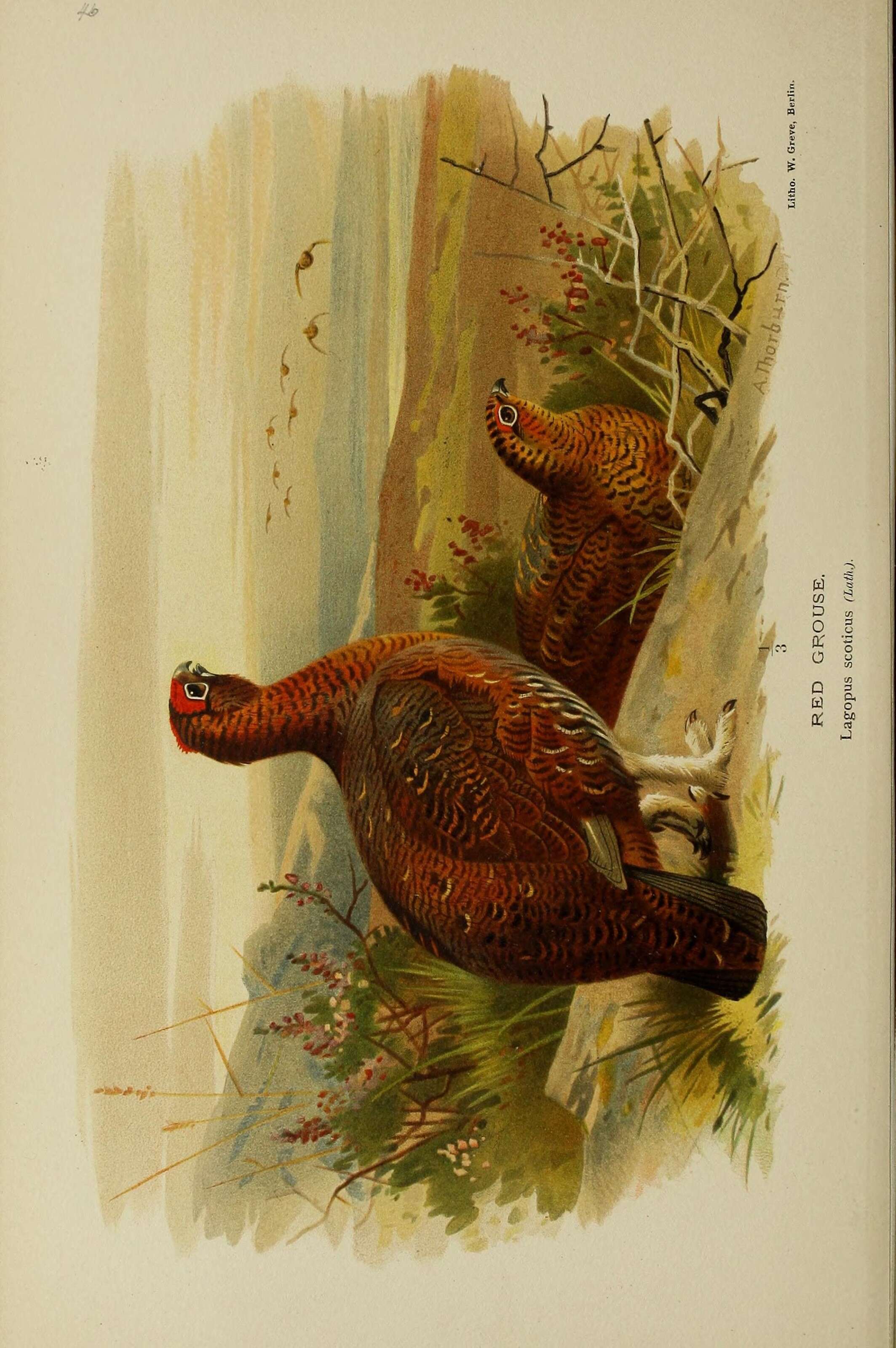 Image of Red Grouse