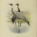 Image of Demoiselle crane