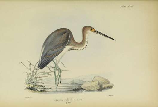 Image of Tricolored Heron