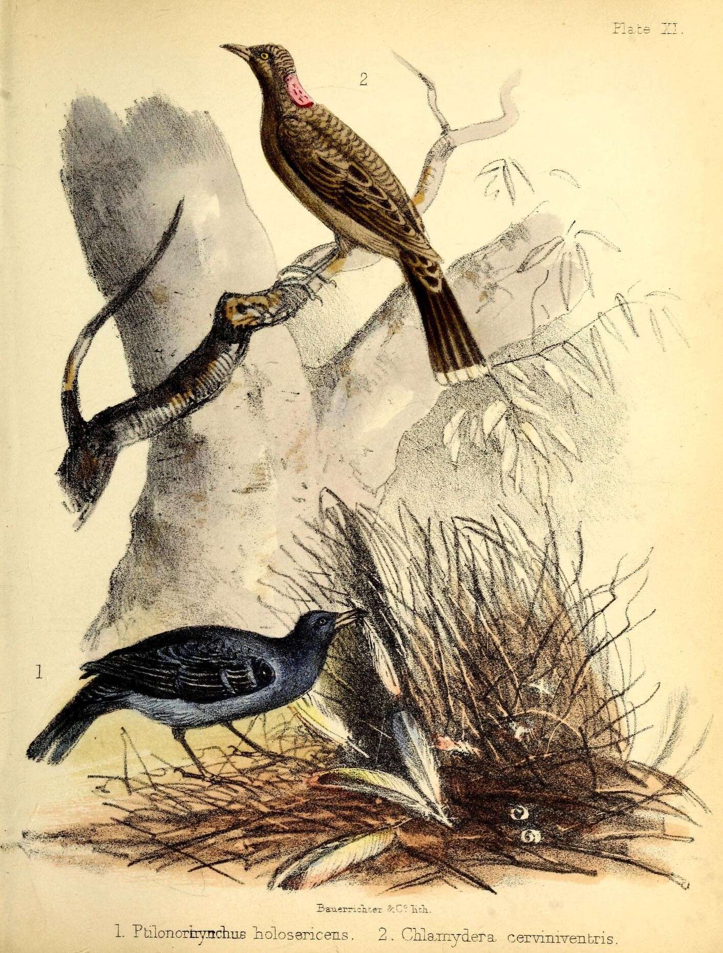 Image of Ptilonorhynchus Kuhl 1820