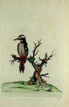 Image of Great Spotted Woodpecker