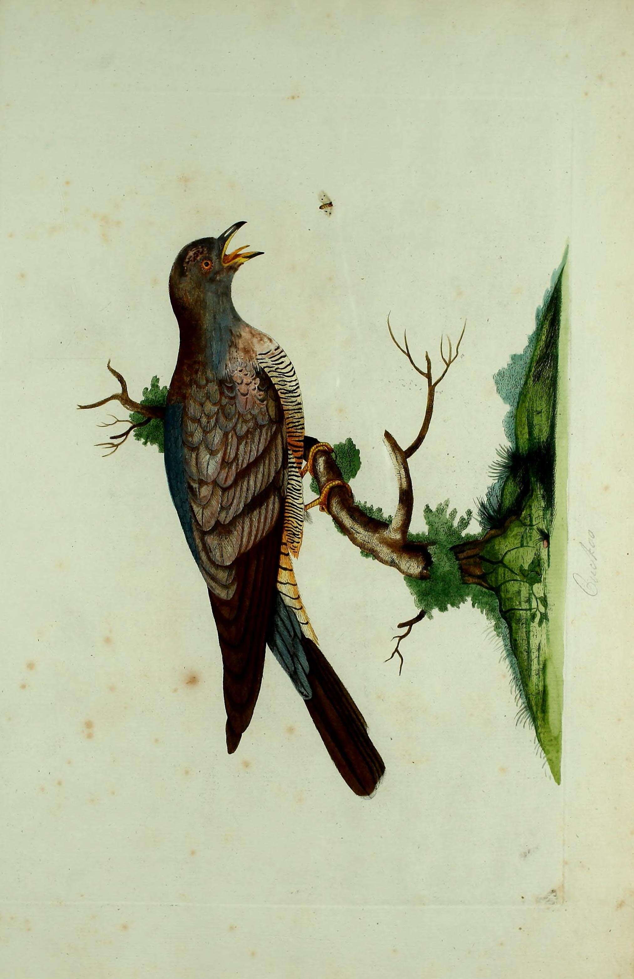 Image of Common Cuckoo